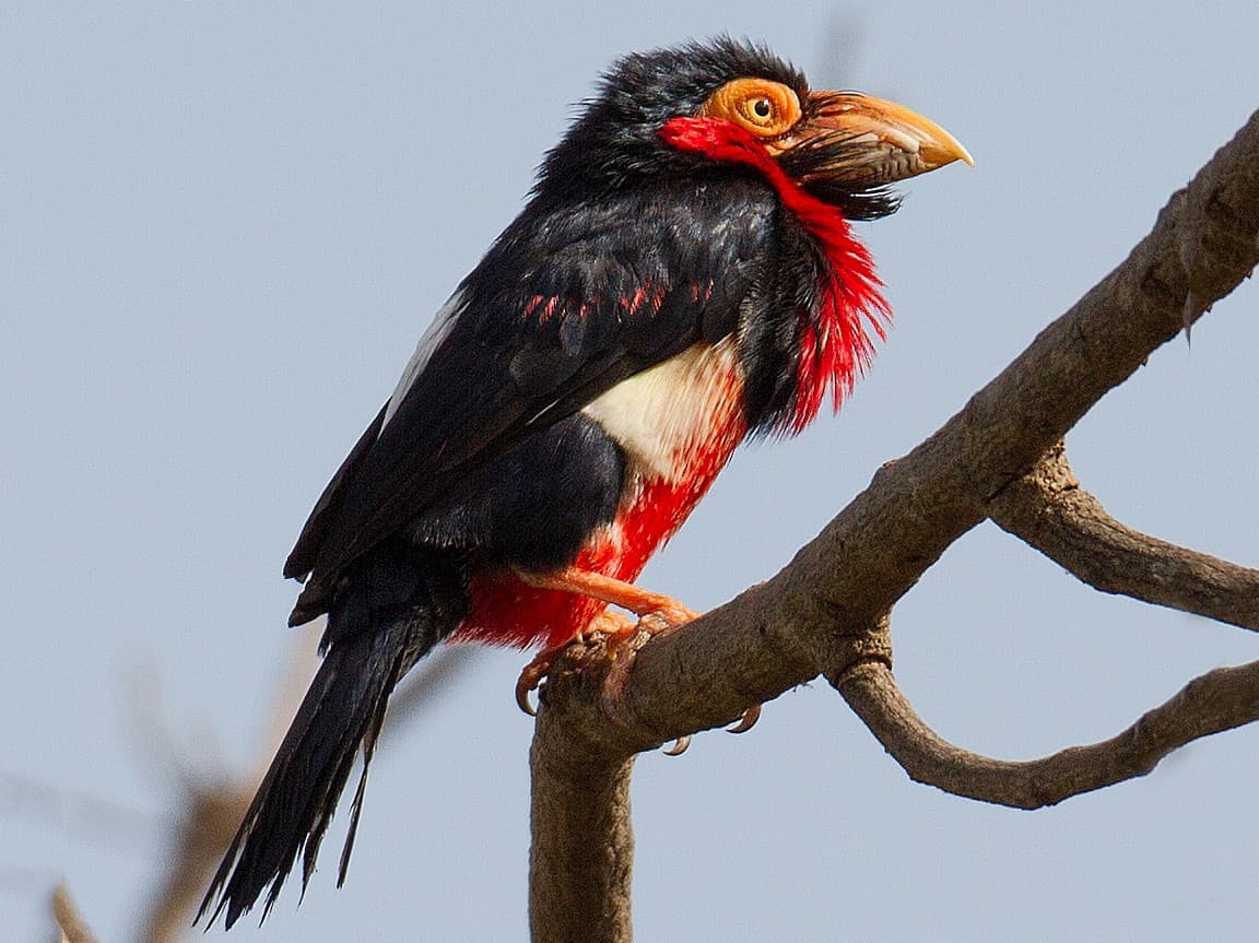Xavi Bird Sanctuary